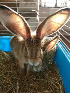 hares - ears!