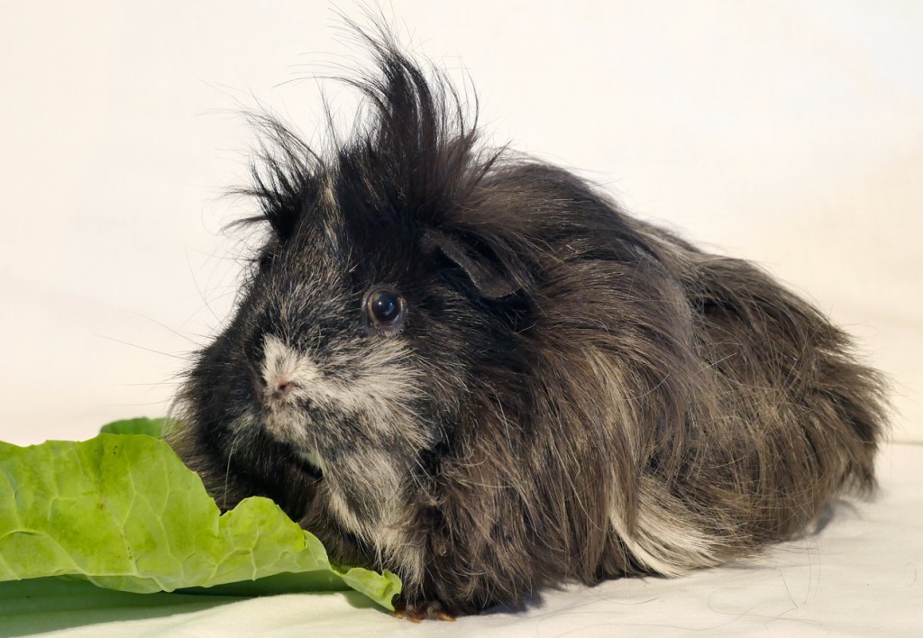 Evie - Resident at Bunny Burrows