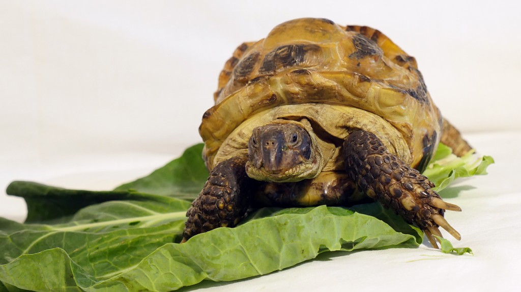 Marigold - Resident at Bunny Burrows
