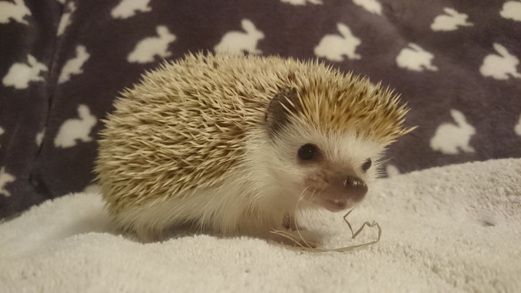 Milligan - Resident at Bunny Burrows