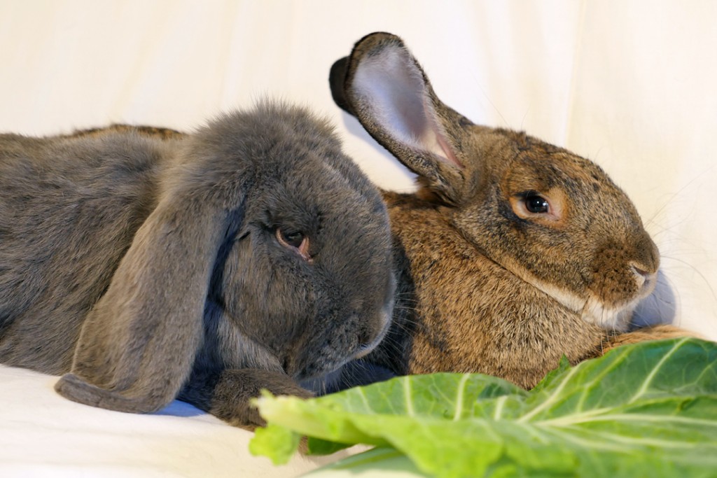 Fritz and Gigi - Residents at Bunny Burrows