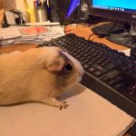 Guinea pig on computer