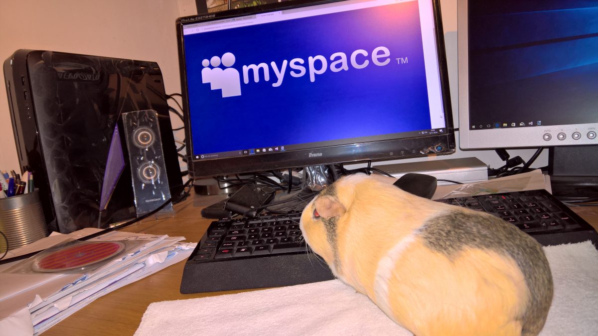 Guinea pig on myspace