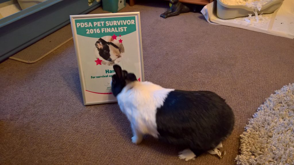 hans with pdsa pet survivor certificate