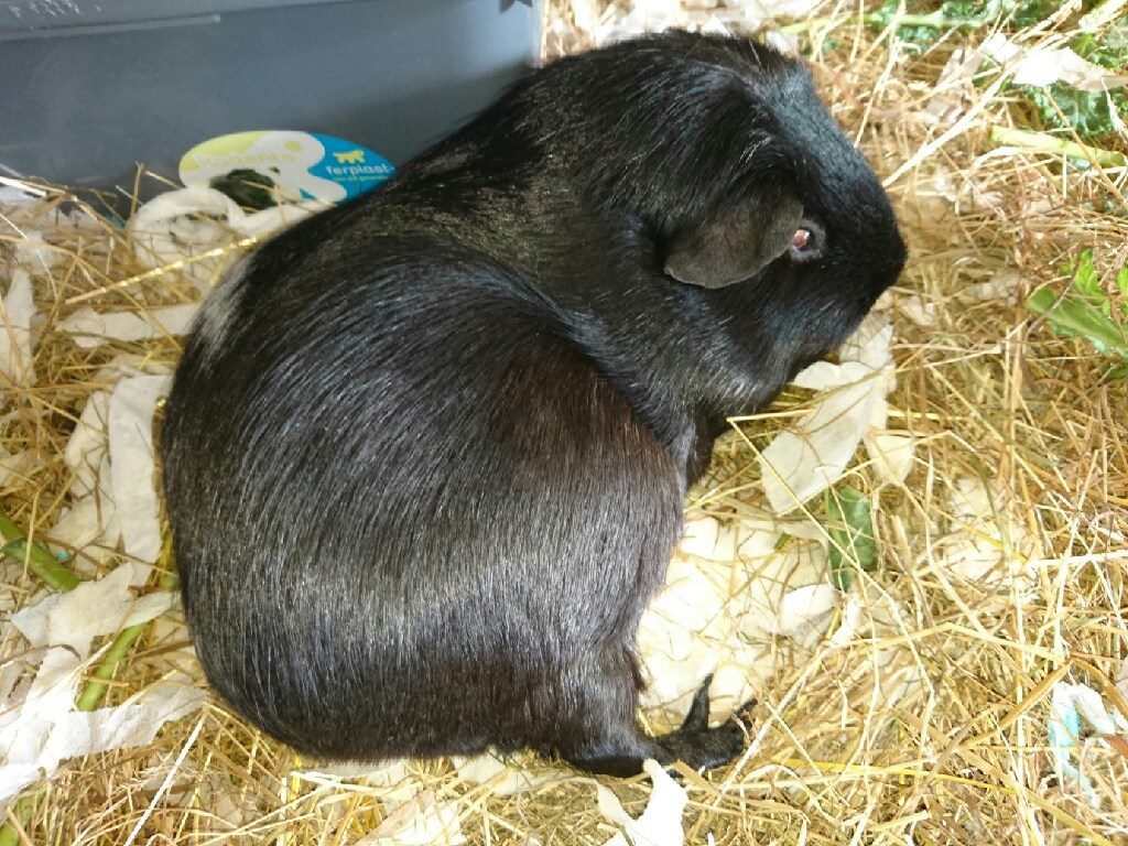 sleeping guinea pig