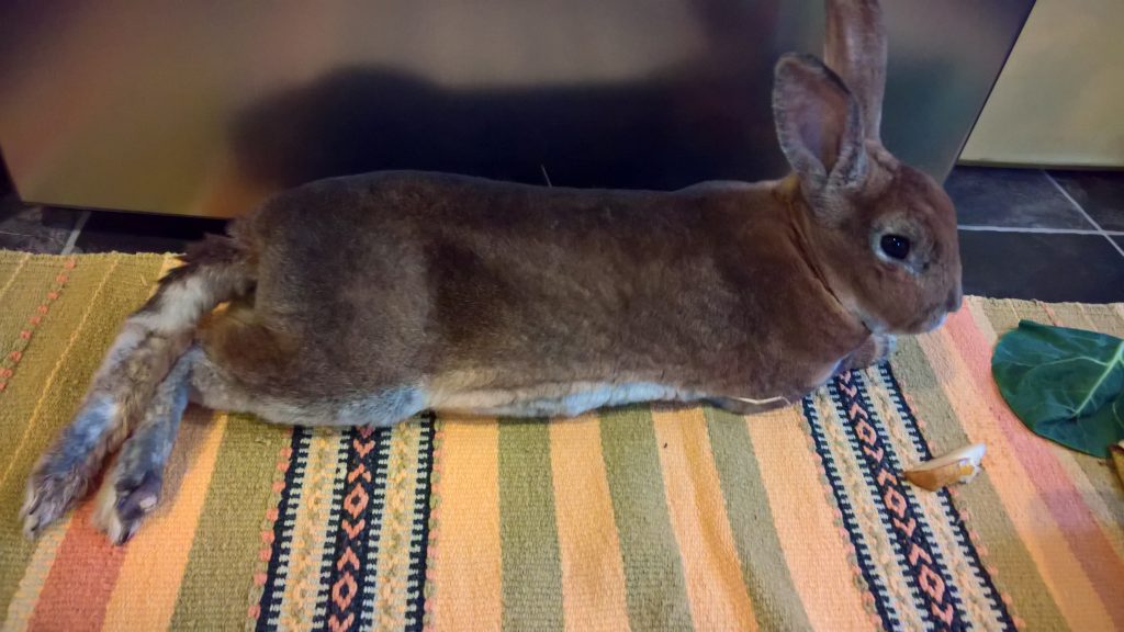 Prince Charming relaxed