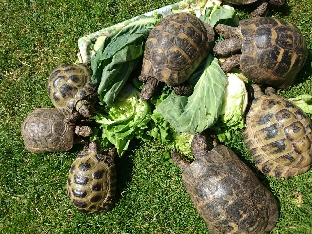 Hungry Tortoises