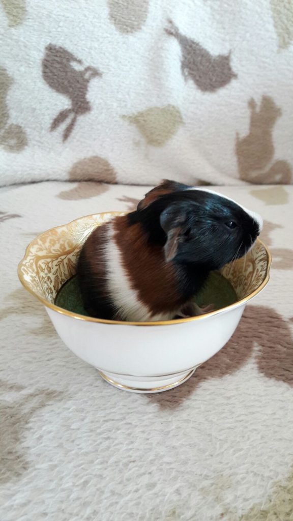 Baby guinea pig in a cup
