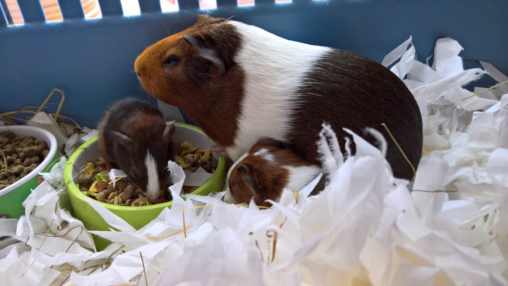 Baby guinea pigs with mum