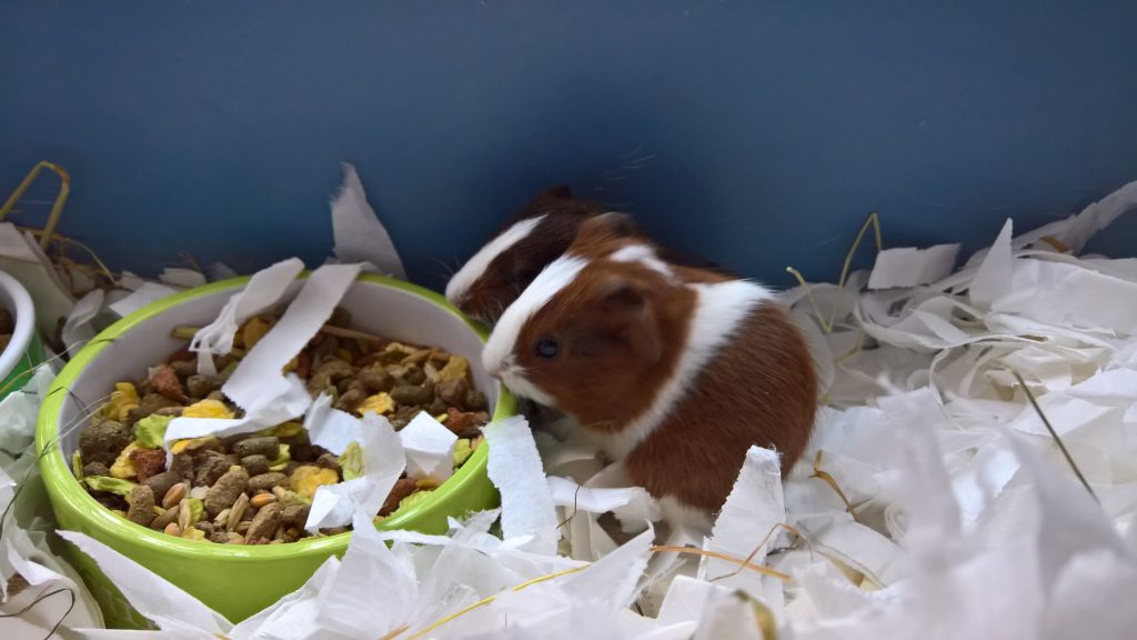 Baby guinea pigs eating
