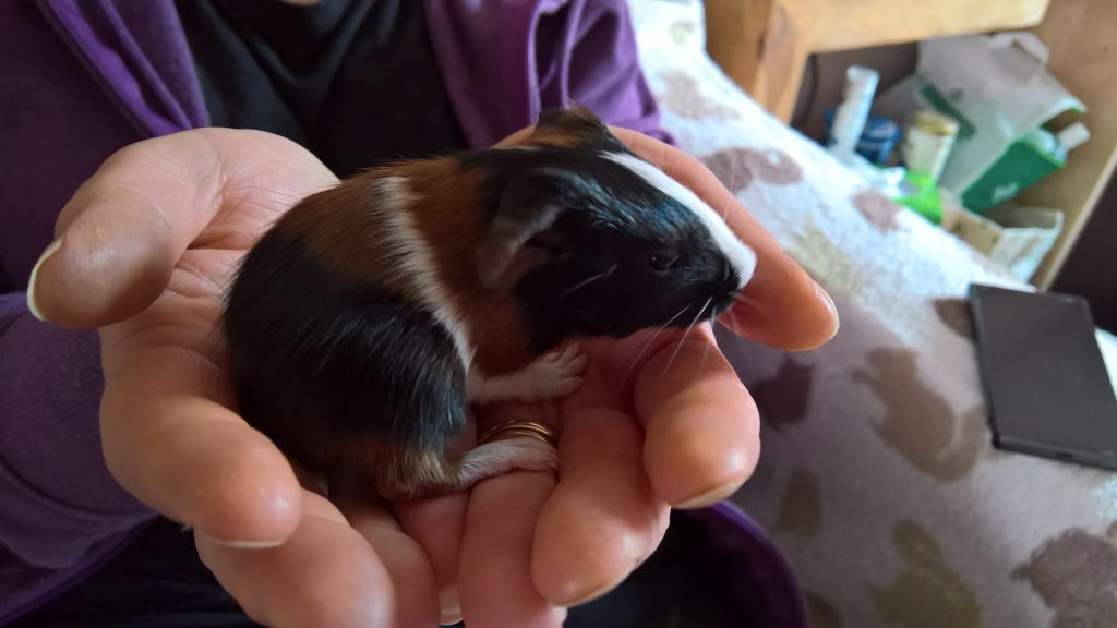 Baby guinea pig cuddle