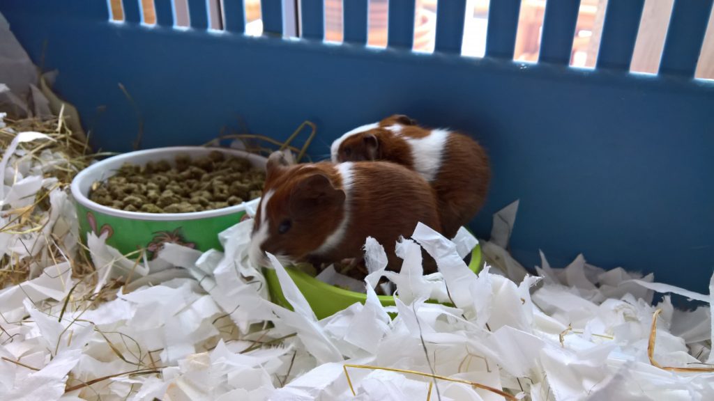 Baby guinea pigs in dish