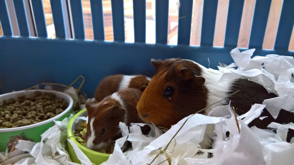 Baby guinea pigs with mum