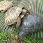 Tortoise misbehaving