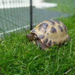 Tortoise in the garden