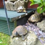 Tortoises in the garden
