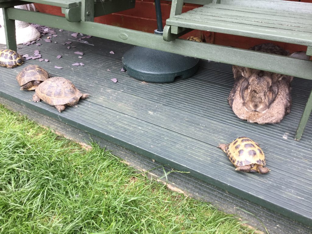 Fritz and Tortoise