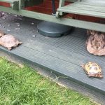 Fritz and Tortoise