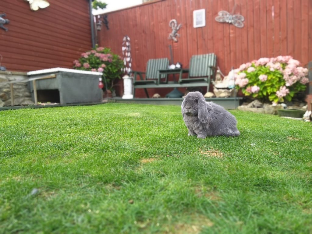 Gigi in the garden
