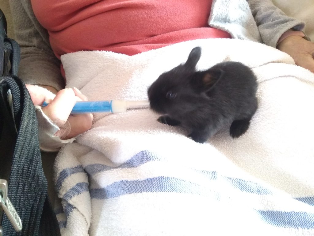 Baby Rabbit Feeding