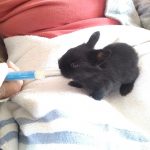 Baby Rabbit Feeding